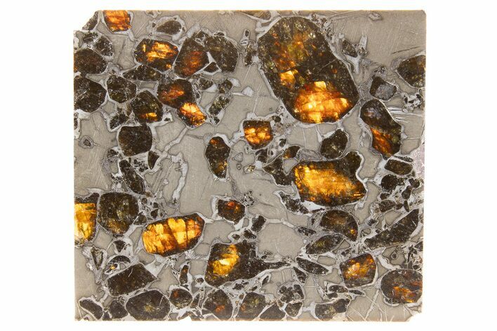 Polished Gyarub Zangbo Pallasite Meteorite ( g) Slice #301050